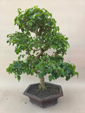 Bonsai liguster