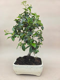 Bonsai Feuerdorn orange Beere