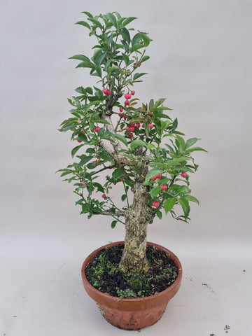 Bonsai Euonymus