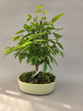 bonsai Zelkova seratta shohin