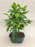 Bonsai Malus evereste