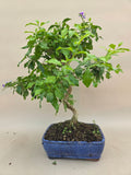 Bonsai duranta erecta
