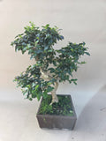 Bonsai liguster
