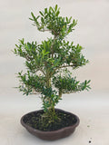 Bonsai buxus harlandii
