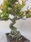 Bonsai punica granatum nejikan