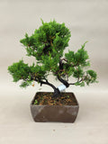 Bonsai Juniperus chinensis itoigawa