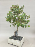 Acer Beurgerianum op rots