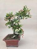 Bonsai Malus