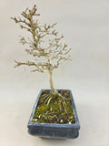 Bonsai Premna japonica