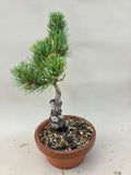 Bonsai Pinus parviflora