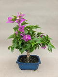 Bonsai-Bougainvillea