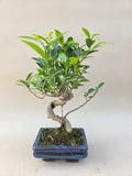 Bonsaï ficus