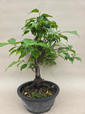 Prunus mume oder Aprikose
