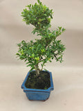 Bonsai Ilex crenata