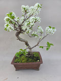 Bonsai Prunus mahaleb