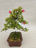 Bonsai Azalea Kotaro