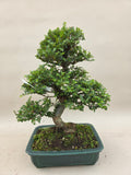 Bonsai Ulmus parvifolia seiju