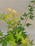 acer palmatum beni tsukasa