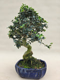 Bonsai Olive olea sylvestris