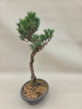 Bonsai Pinus thunbergii