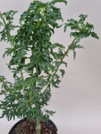 acer palmatum shishigashira