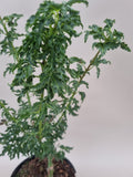 acer palmatum shishigashira