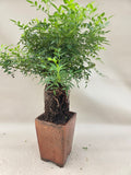 Bonsaï Rose style neagari