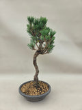 Bonsai Pinus thunbergii