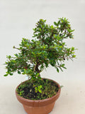 Bonsai Azalea