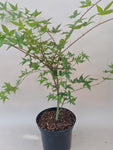 acer palmatum katsura