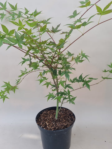 acer palmatum katsura