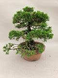 Bonsaï Juniperus chinensis itoigawa shohin