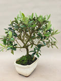 Bonsai Olive