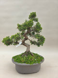 Bonsai Juniperus chinensis