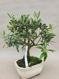 Bonsai Olive
