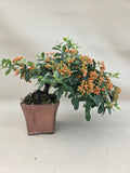 Bonsai Feuerdorn orange Beere Kaskade