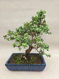 Bonsaï portulacaria