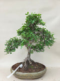 Bonsaï Ulmus Parvifolia