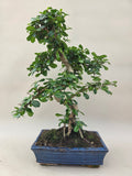 Bonsai Carmona