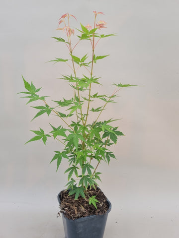 acer palmatum phoenix