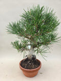 Bonsai Pinus thunbergii