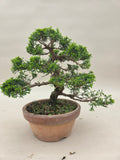 Bonsai Juniperus chinensis Itoigawa Shohin