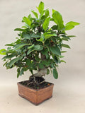 Bonsai Malus evereste