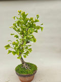 Bonsai Ginkgo biloba