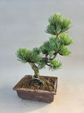 Bonsai Pinus parviflora