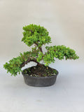 Bonsai Juniperus procumbens nana