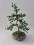 Bonsai taxus