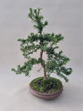 Bonsai taxus