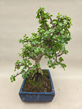Bonsaï portulacaria