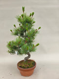 Bonsai Pinus parviflora III